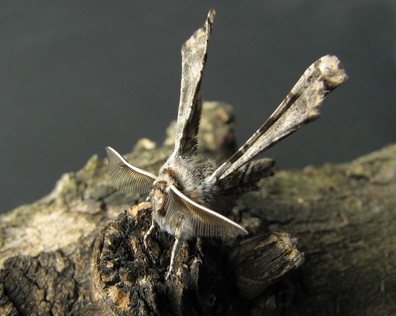 apochima_flabellaria.jpg