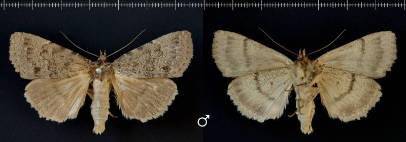 apopestes_phantasma_male.jpg