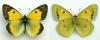 colias_erate_chrysodona_male_t1.jpg