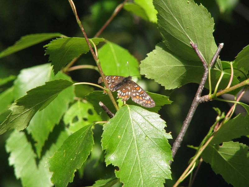 euphydryas_maturna.jpg