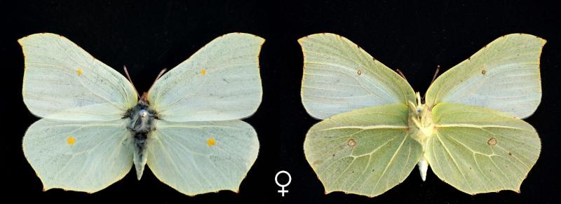 female-1500x545.jpg