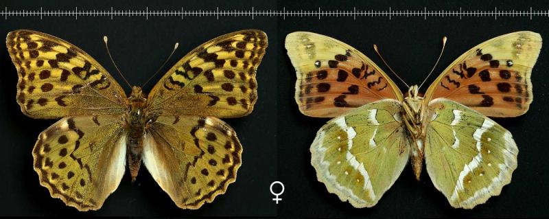 female-1500x598.jpg