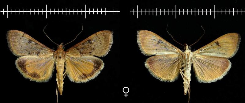 female-1500x630.jpg