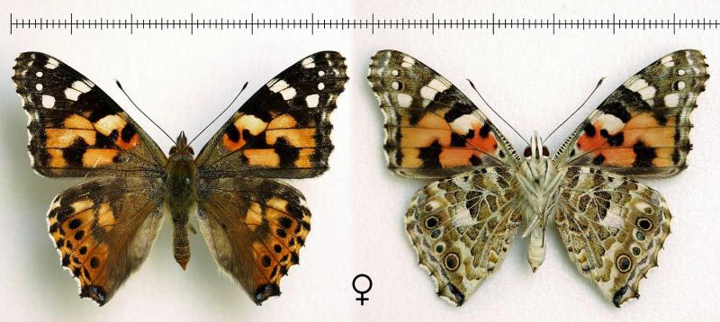 female-1500x671.jpg