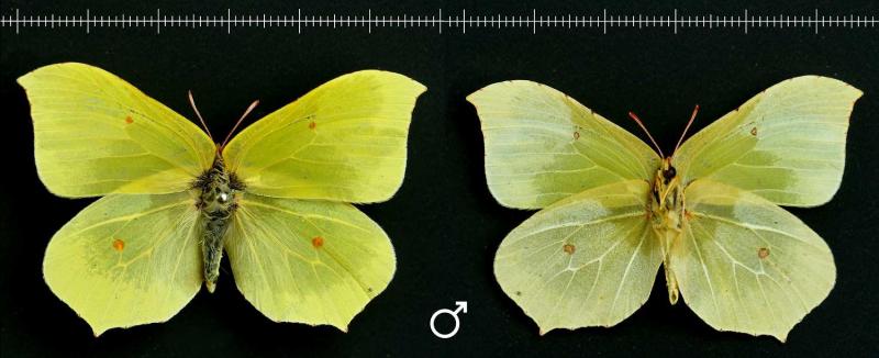 male-1500x612.jpg