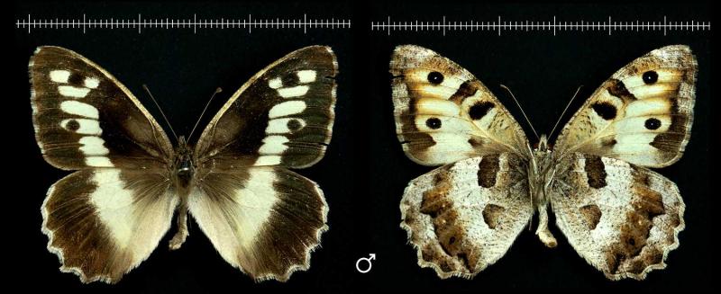 male-1500x613.jpg