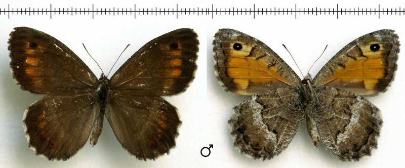 male-1500x622.jpg