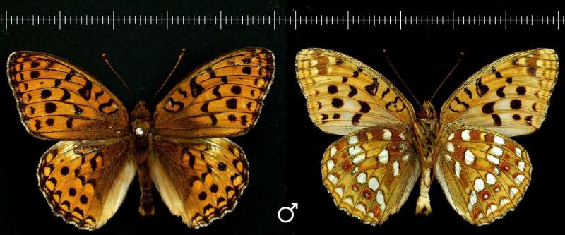 male-1500x624.jpg