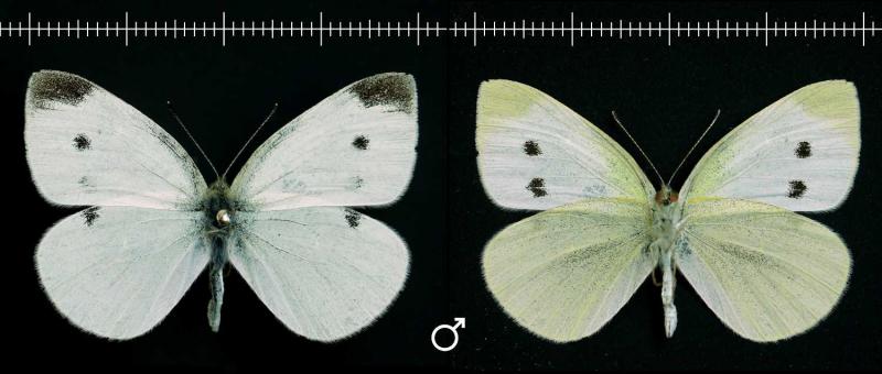 male-1500x638.jpg