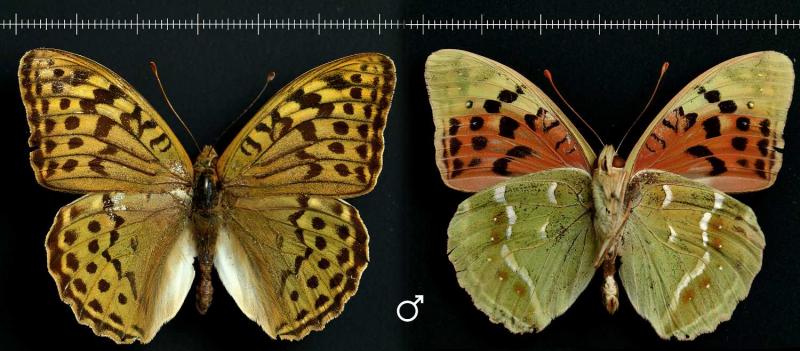 male-1500x658.jpg