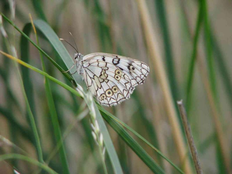 melanargia_russiae.jpg