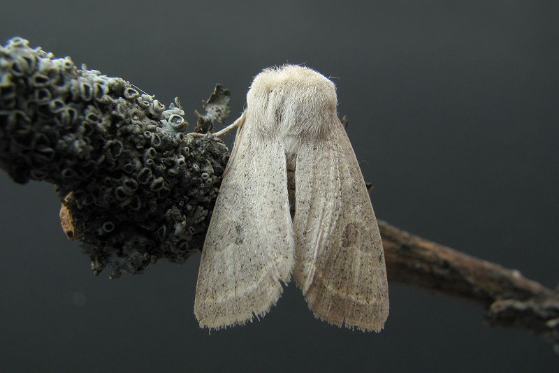 orthosia_gracilis.jpg