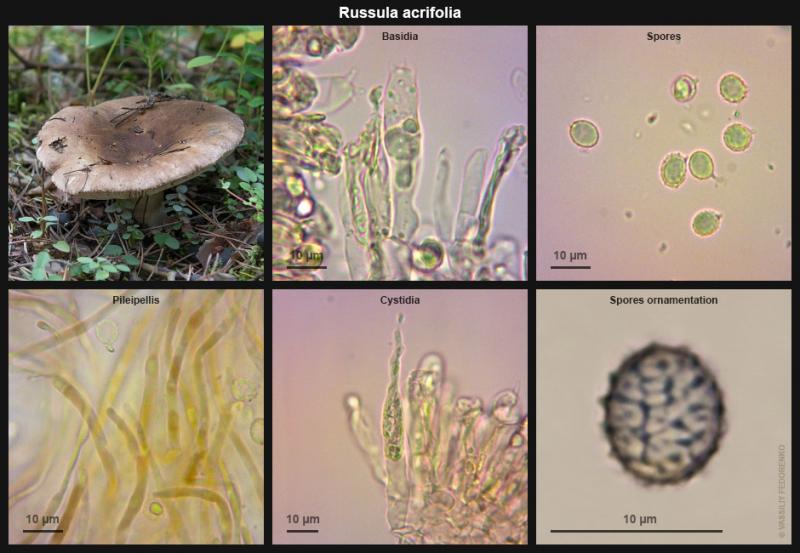 russula-acrifolia_02.jpg
