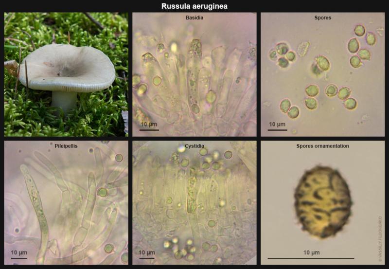 russula-aeruginea-2.jpg