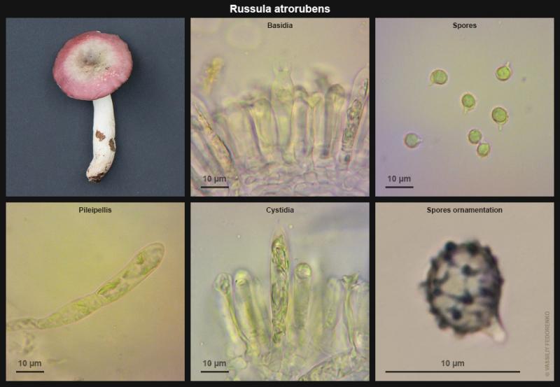 russula-atrorubens_01.jpg