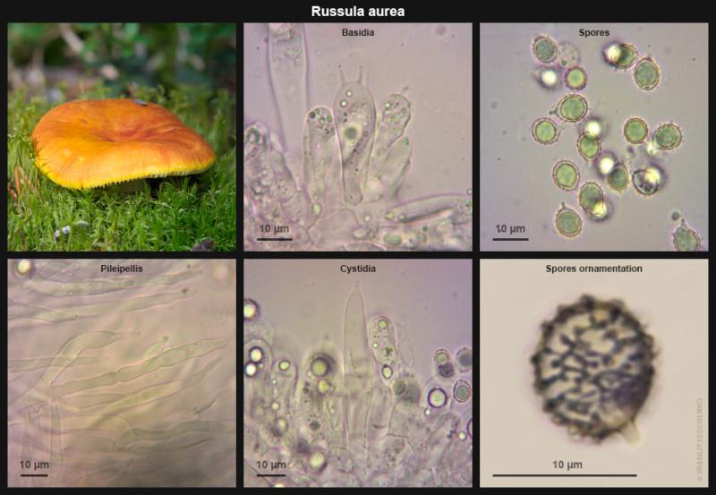 russula-aurea-02.jpg