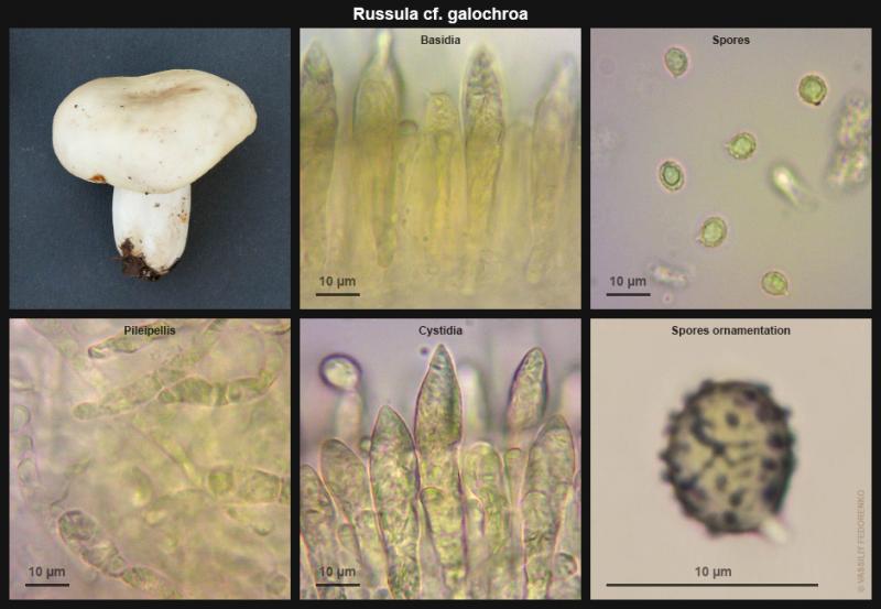 russula-cf-galochroa_02.jpg