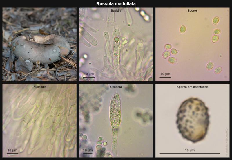 russula-medullata_02.jpg