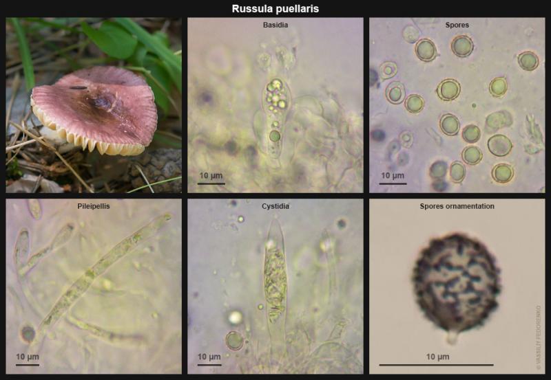 russula-puellaris_02.jpg