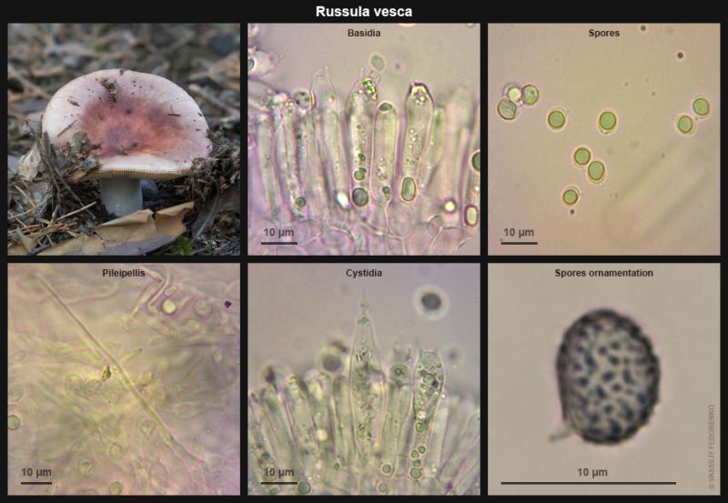 russula-vesca_02.jpg