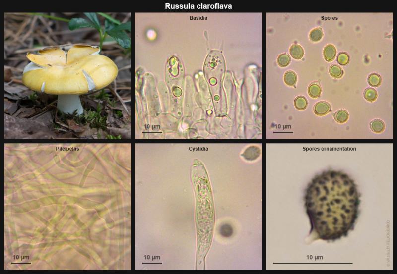 russula_claroflava_micro.jpg