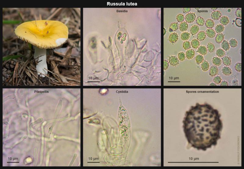 russula_lutea_3.jpg