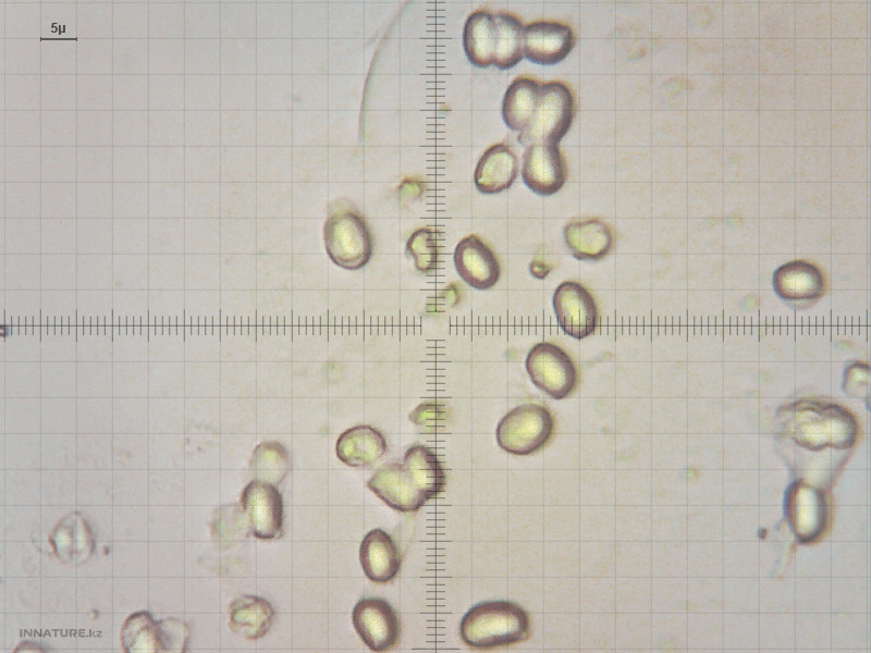 tricholoma-flavovirens.jpg