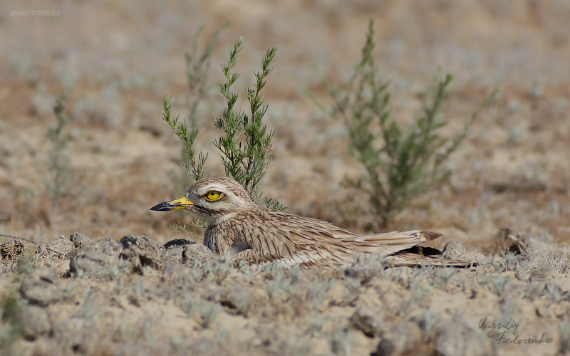 burhinus-oedicnemus_01_1.jpg