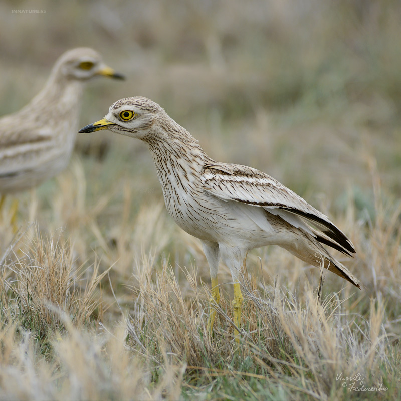 burhinus-oedicnemus_03.jpg