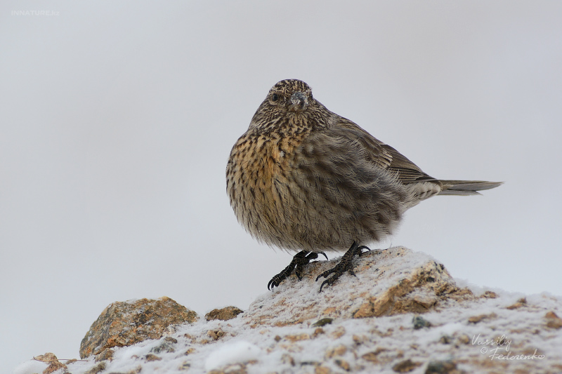 carpodacus-puniceus_01.jpg