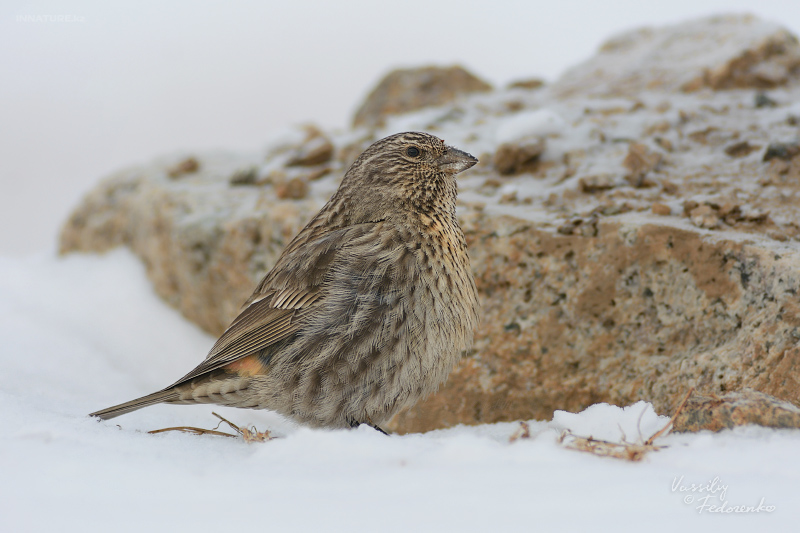 carpodacus-puniceus_02.jpg