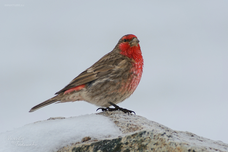 carpodacus-puniceus_04.jpg