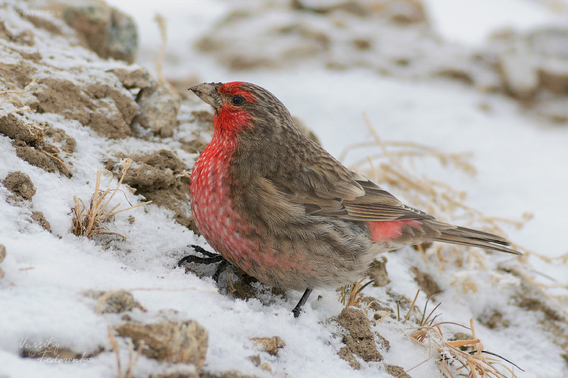 carpodacus-puniceus_05.jpg