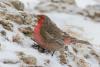 carpodacus-puniceus_05_t1.jpg