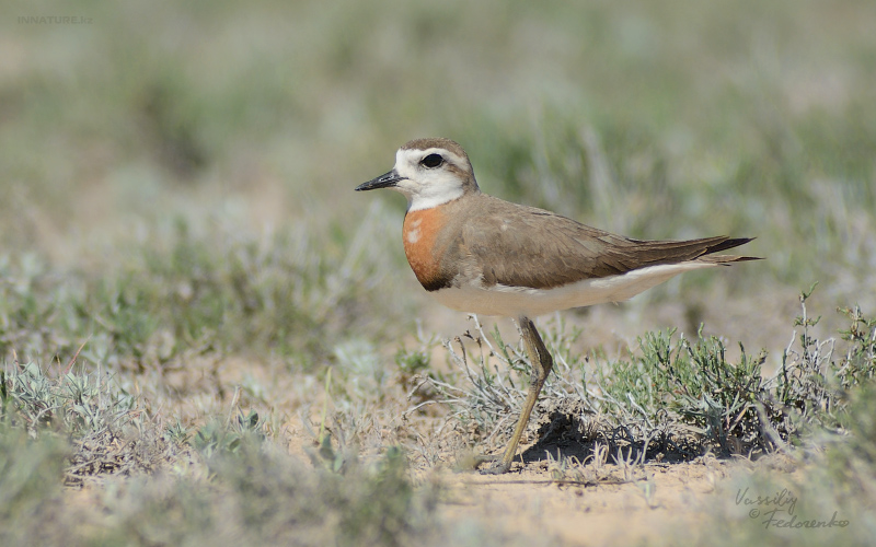 charadrius-asiaticus_01.jpg