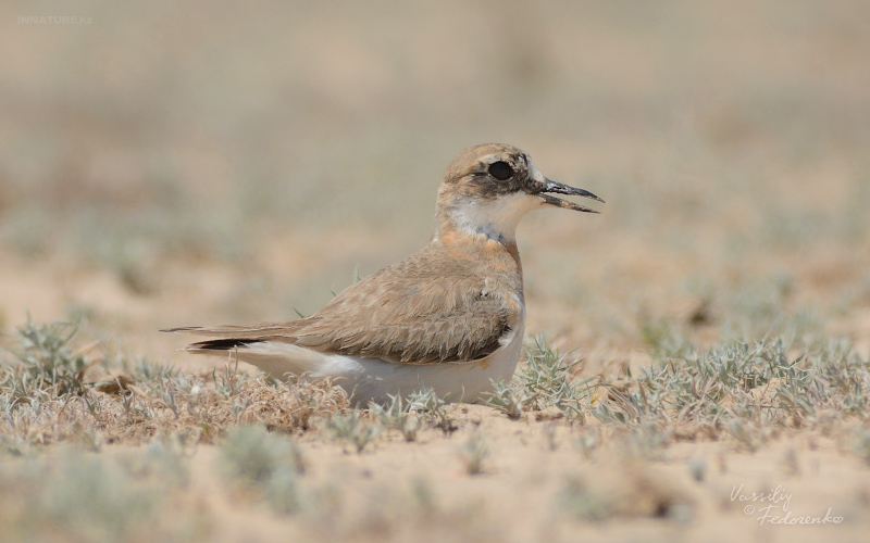 charadrius-leschenaultii_02.jpg