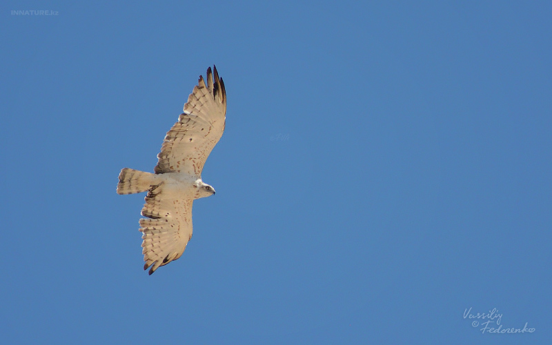 circaetus-gallicus.jpg