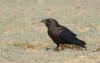 corvus-ruficollis_t1.jpg