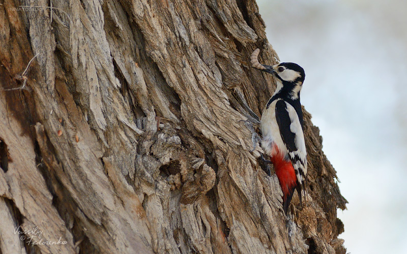 dendrocopos-leucopterus_01.jpg