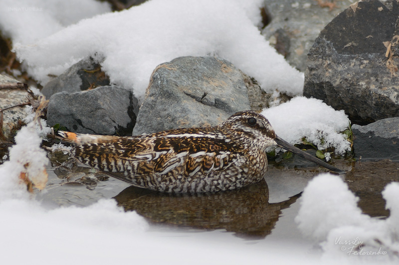 gallinago-solitaria_01.jpg