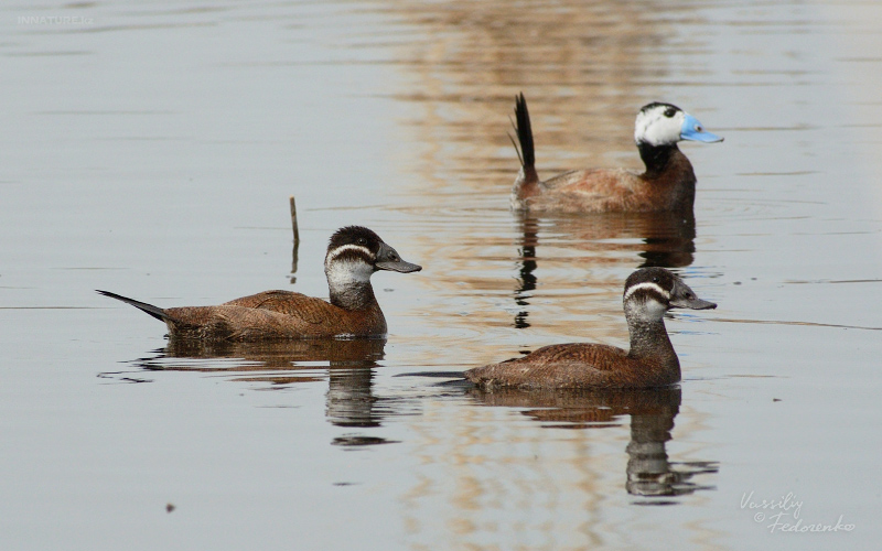 oxyura-leucocephala-04.jpg