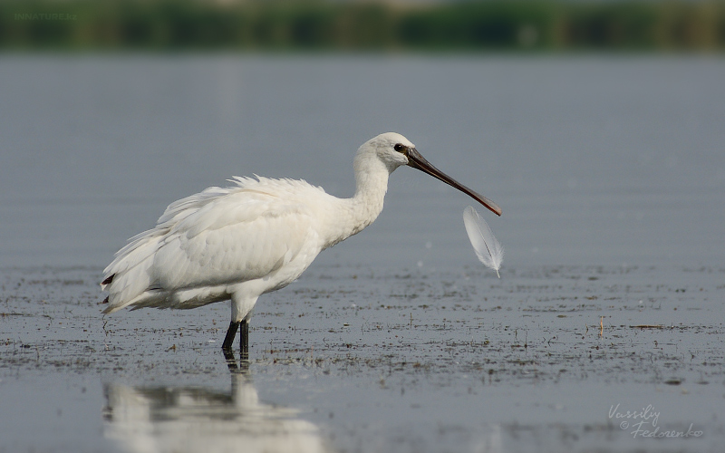 platalea-leucorodia_05.jpg
