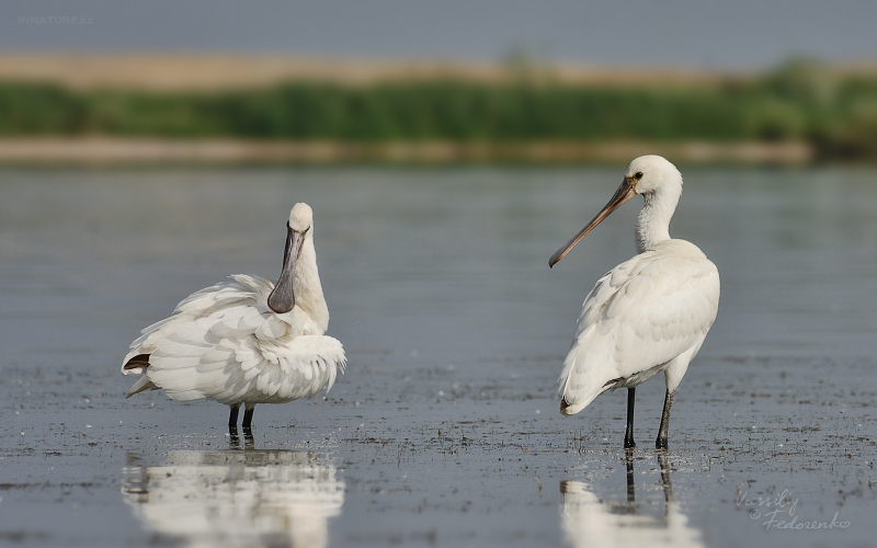 platalea-leucorodia_06.jpg