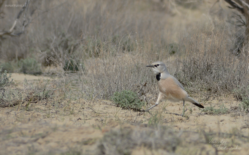 podoces-panderi-ilensis_10.jpg