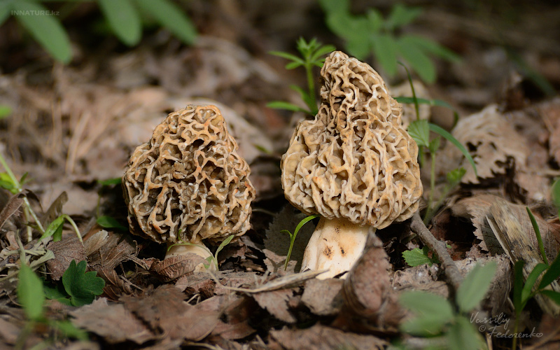 morchella-esculenta_01.jpg