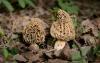 morchella-esculenta_01_t1.jpg