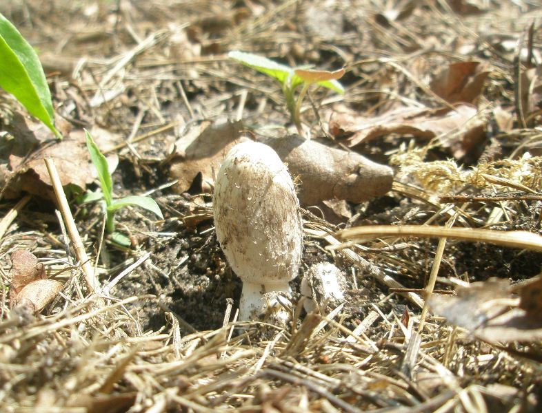 0_0_coprinus_sp_1.jpg