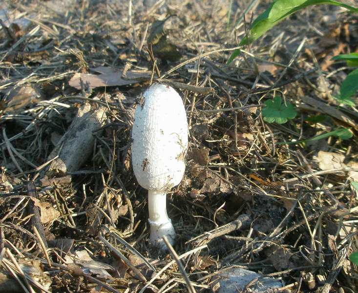 0_0_coprinus_sp_1c.jpg