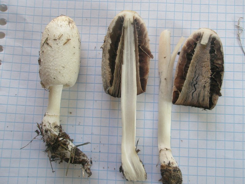 0_0_coprinus_sp_3a.jpg