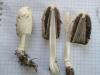 0_0_coprinus_sp_3a_t1.jpg